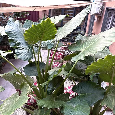 아파트 The Shelter 로마